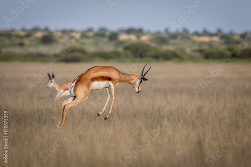 Springbok pronking in the Central Kalahari.