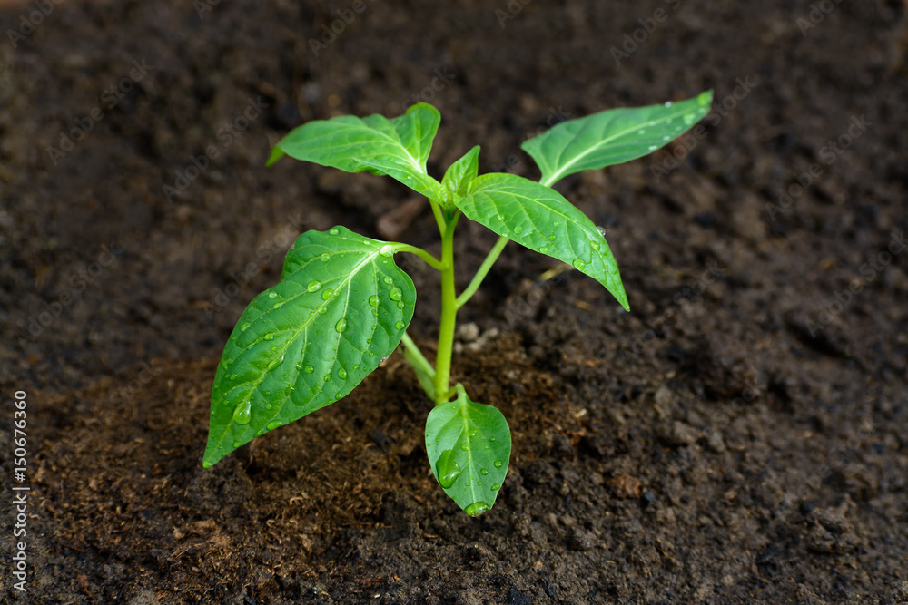 Young pepper seedling in a greenhouse Young pepper seedling in a greenhouse