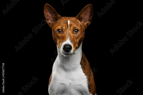 Close-up Humanity Portrait White with Red Basenji Dog waiting Stare on Isolated Black Background, Font view © seregraff
