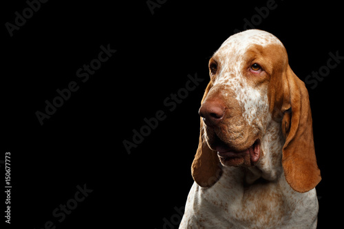Portrait of Bracco Italiano Dog with Curious face on Isolated Black Background