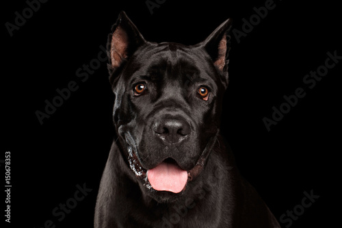 Fototapeta Naklejka Na Ścianę i Meble -  Closeup portrait of beautiful black Cane Corso dog. Studio shot on Isolated black background