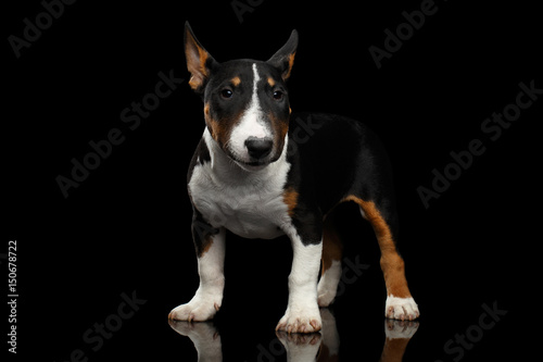 Black and white mini bull terrier Puppy on Isolated Black Background