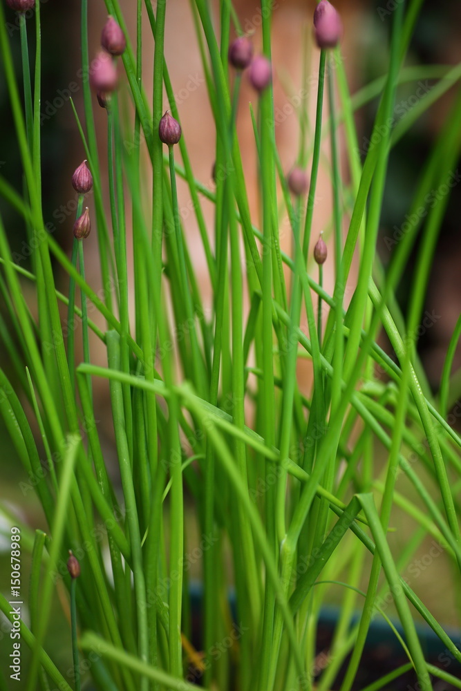Schnittlauch im Garten Schnittlauch im Garten