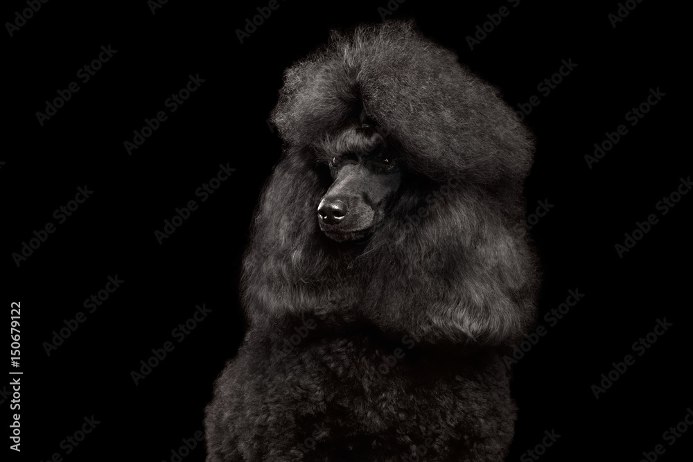 Close-up Portrait of Royal Poodle Dog with hairstyle Isolated on Black Background Close-up Portrait of Royal Poodle Dog with hairstyle Isolated on Black Background