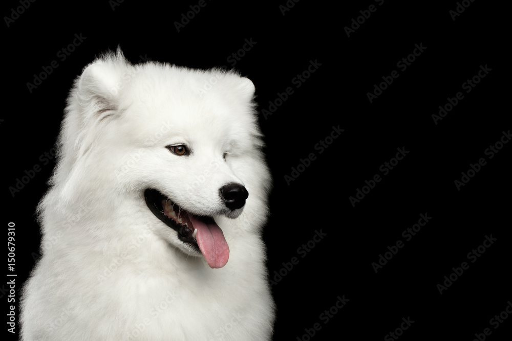 Portrait of Happy Samoyed Dog isolated on Black background, profile view