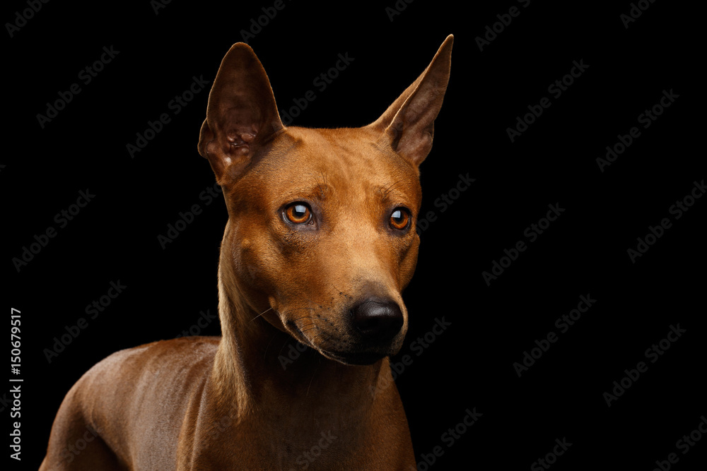 Portrait of Asking Thai Ridgeback Dog Isolated on Black Background