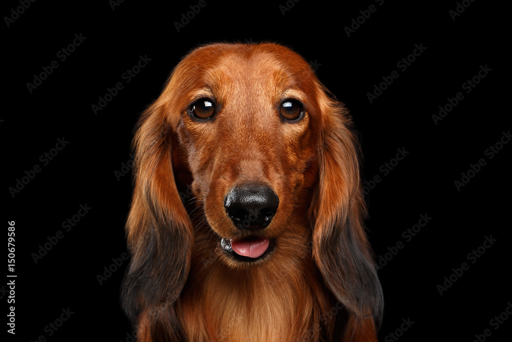 Portrait of Happy Red Dachshund Dog on Isolated Black background, front view