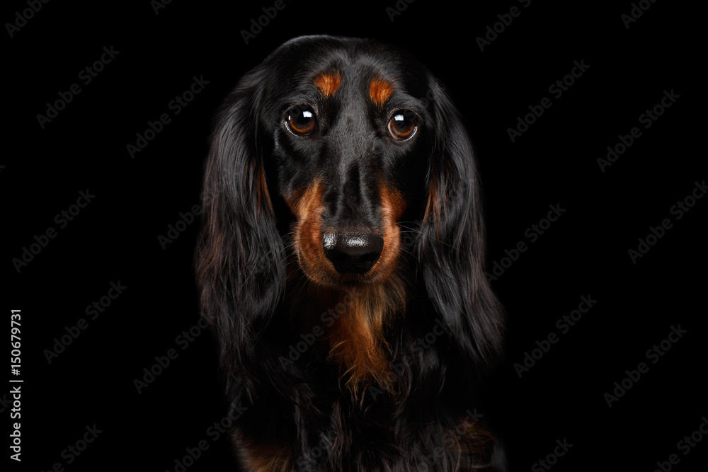 Portrait of Sad Dachshund Dog, Looking in camera on Isolated Black background, front view