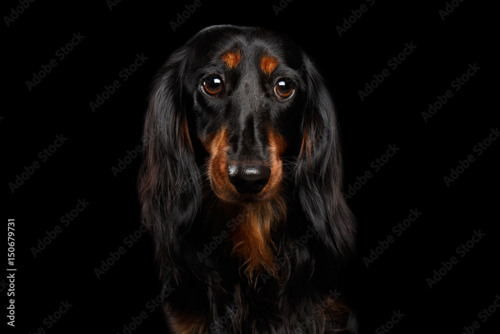 Portrait of Sad Dachshund Dog, Looking in camera on Isolated Black background, front view Portrait of Sad Dachshund Dog, Looking in camera on Isolated Black background, front view