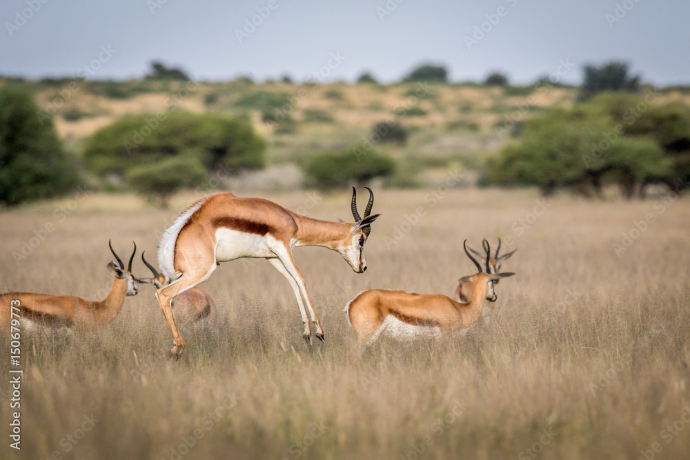 Springbok pronking in the Central Kalahari. Springbok pronking in the Central Kalahari.