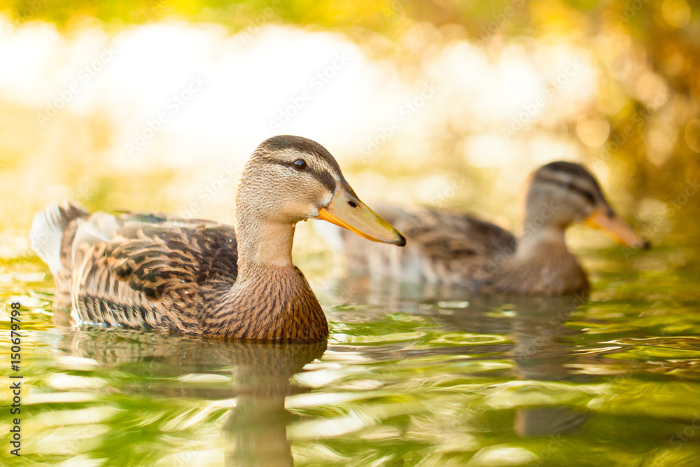 Enten im letzten Abendlicht Enten im letzten Abendlicht