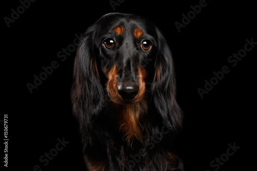 Portrait of Sad Dachshund Dog, Looking in camera on Isolated Black background, front view