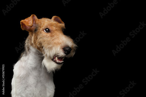 Portrait of Fox Terrier Dog Looking at side on Isolated Black Background, profile view photo
