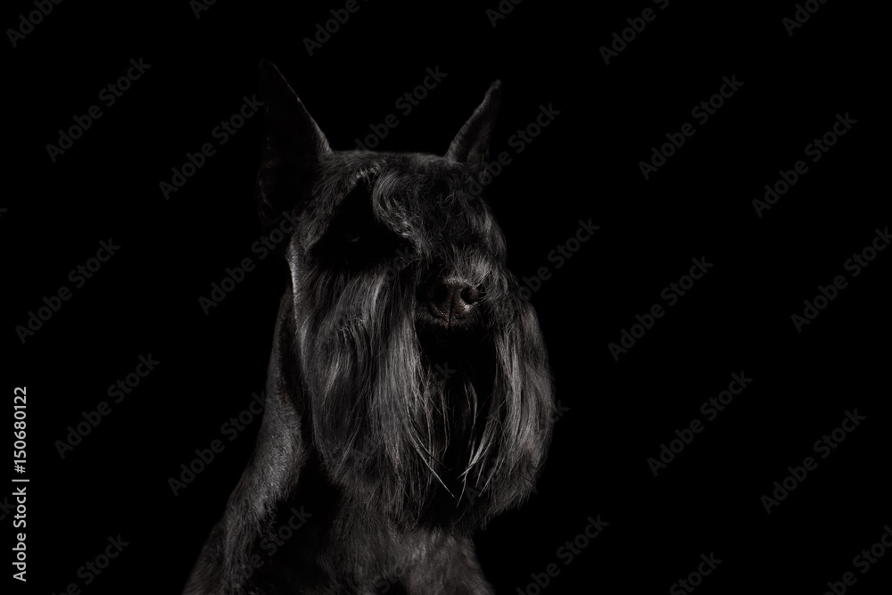 Portrait of Miniature Schnauzer Dog on Isolated Black Background, Profile view with Groomed fur on face