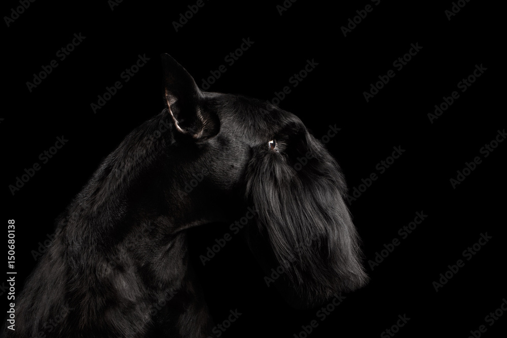 Portrait of Miniature Schnauzer Dog on Isolated Black Background, Profile view with Groomed fur on face