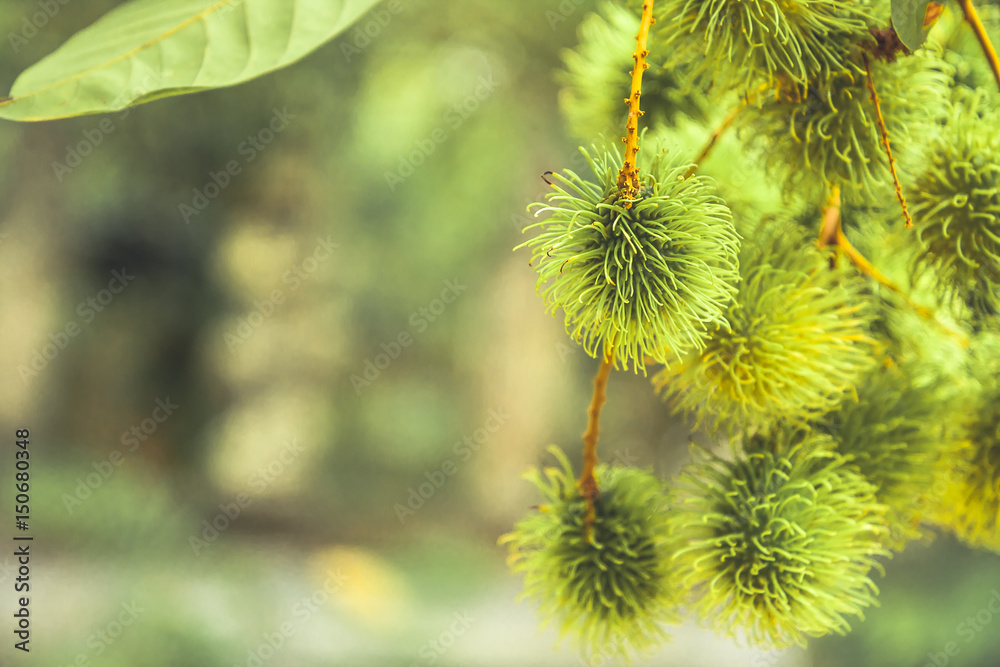 Exotic tropical fruit rambutan growing on tree branch in tropical forest among lush green foliage in Asia Exotic tropical fruit rambutan growing on tree branch in tropical forest among lush green foliage in Asia