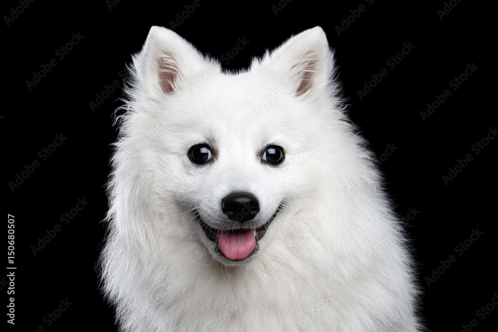 Portrait of White Japanese Spitz,Funny emotions Dog with Curious face on Isolated Black Background, front view Portrait of White Japanese Spitz,Funny emotions Dog with Curious face on Isolated Black Background, front view