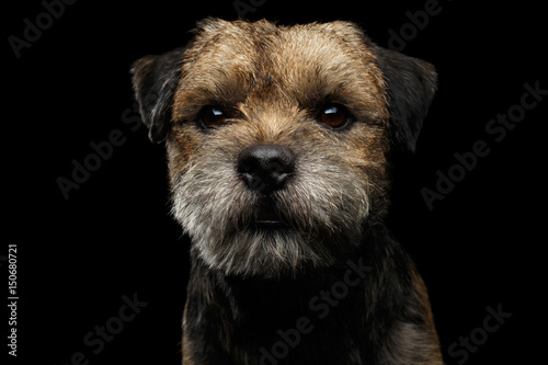 Fotografie Close-up portrait of fabulous border terrier dog with kind eyes looking toy isol