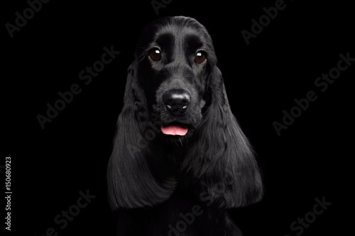 Fototapeta Naklejka Na Ścianę i Meble -  Close-up portrait of dog english cocker spaniel breed, shiny coat, huge eyes looking in camera on isolated black background, front view