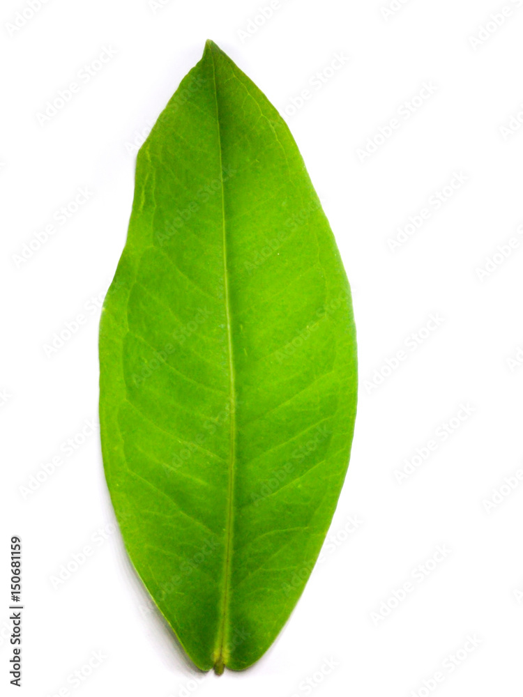 Fototapeta premium a leaf isolated