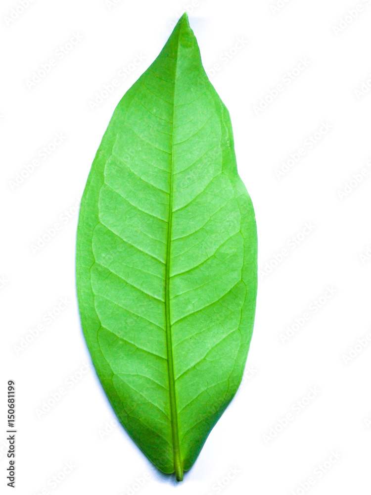 Obraz premium a leaf isolated