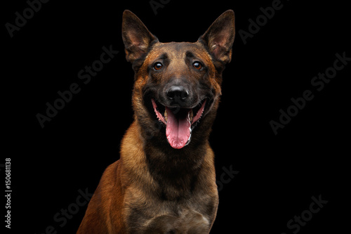 Fototapeta Naklejka Na Ścianę i Meble -  Portrait of Happy Belgian Shepherd Dog Malinois on Isolated Black Background, front view