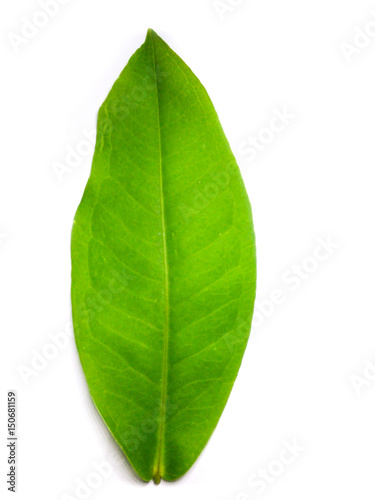 a leaf isolated