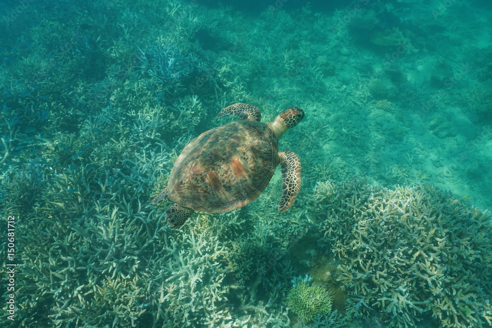 Green sea turtle Chelonia mydas underwater over a coral reef, Pacific ocean, New Caledonia Green sea turtle Chelonia mydas underwater over a coral reef, Pacific ocean, New Caledonia