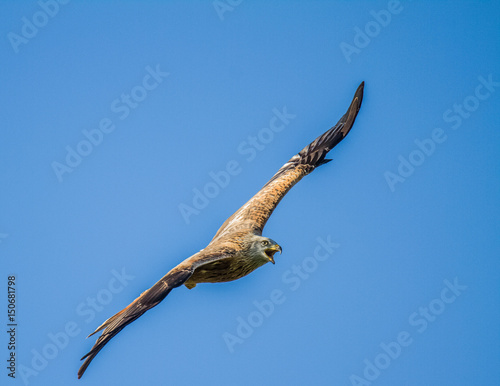 Red Kite, Bird of Prey, with a low level flight with a clean background