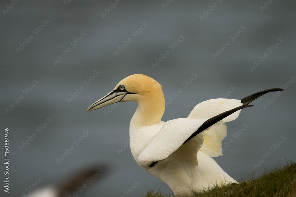 Gannet sitting on a cliff with a clear background Gannet sitting on a cliff with a clear background