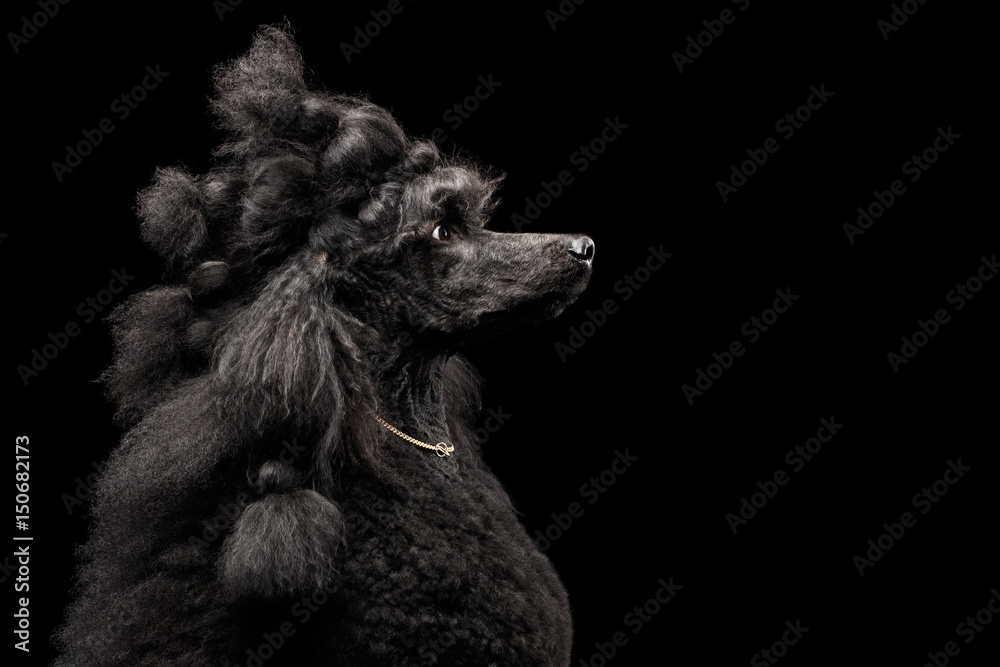Fototapeta Funny Portrait of Royal Poodle Dog with gold chain and pigtail hair Isolated on Black Background, profile view