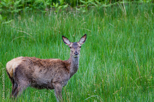 Red Deer Hind,Female,in a field with a lovely background