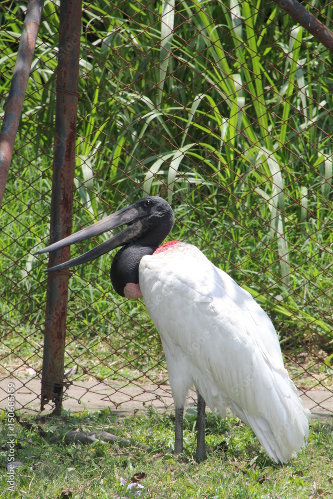 Naklejka premium Garzón, Zoológico Santa Fe. Medellín, Antioquia, Colombia.