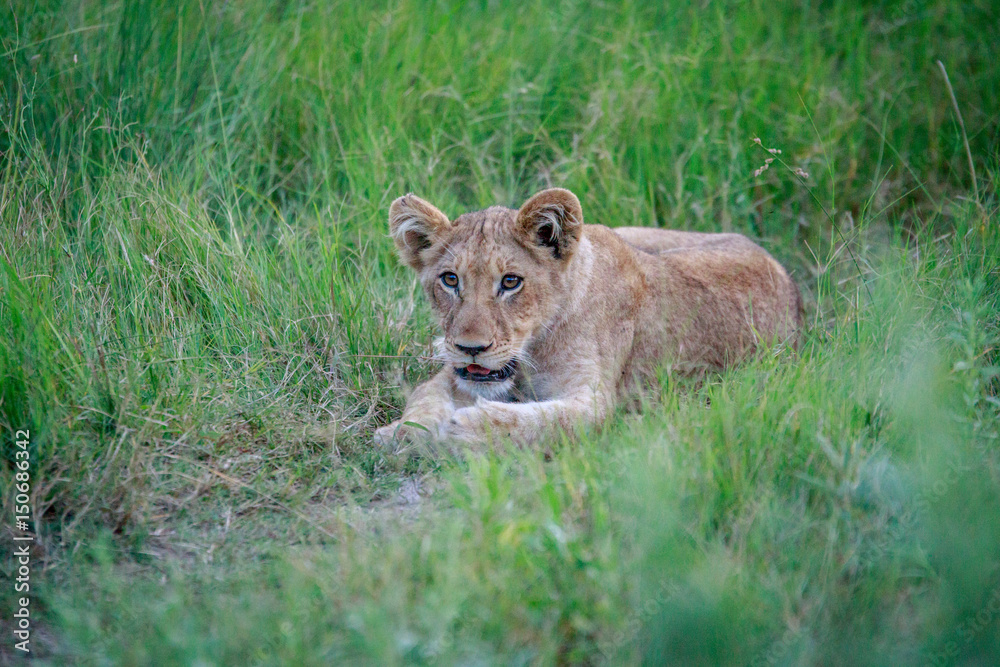 Lion cub laying in the grass. Lion cub laying in the grass.