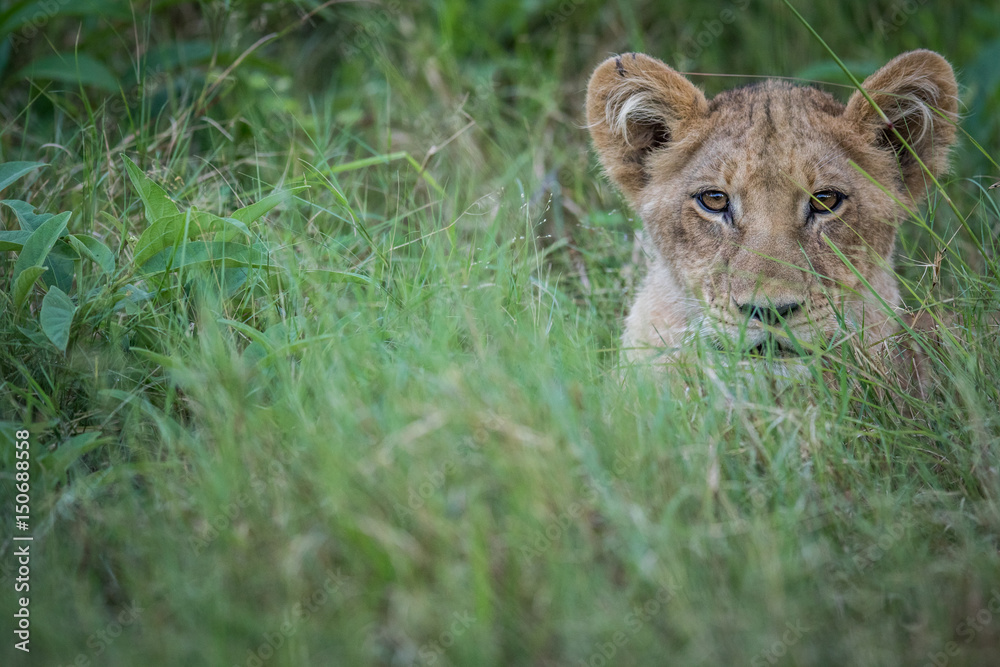 Young Lion starring at the camera. Young Lion starring at the camera.
