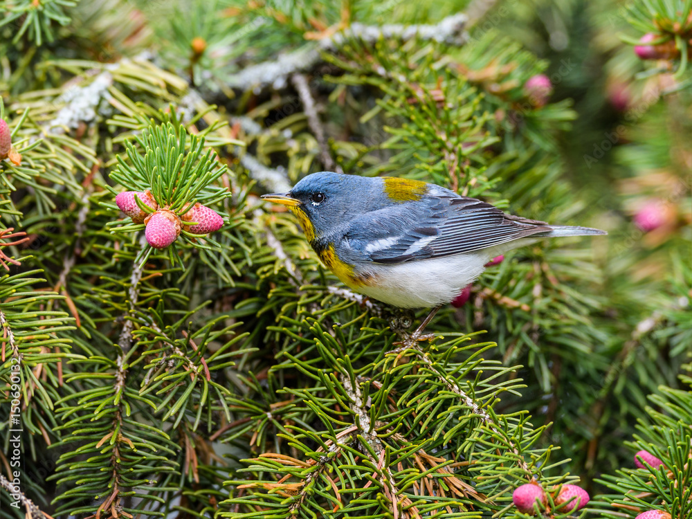 Northern Parula Perched on Spruce Tree Northern Parula Perched on Spruce Tree