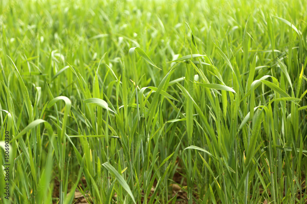 Un prato con erba verde e luce solare Un prato con erba verde e luce solare
