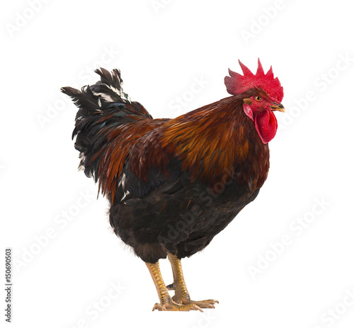 Beautiful rooster isolated on white background