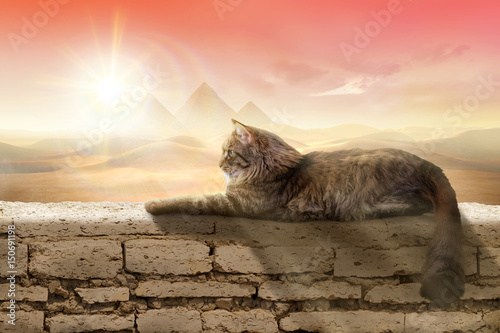 Canvastavla Beautiful cat on wall in desert sunset with pyramids background