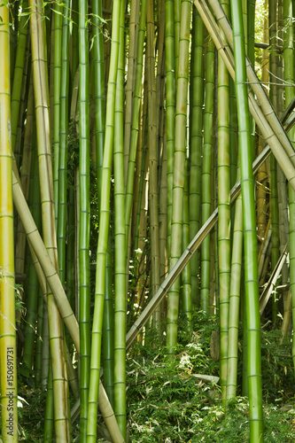 Bujny zielony bambusowy tło