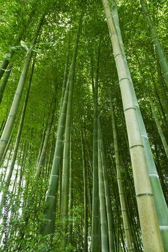 Bujny zielony bambusowy tło