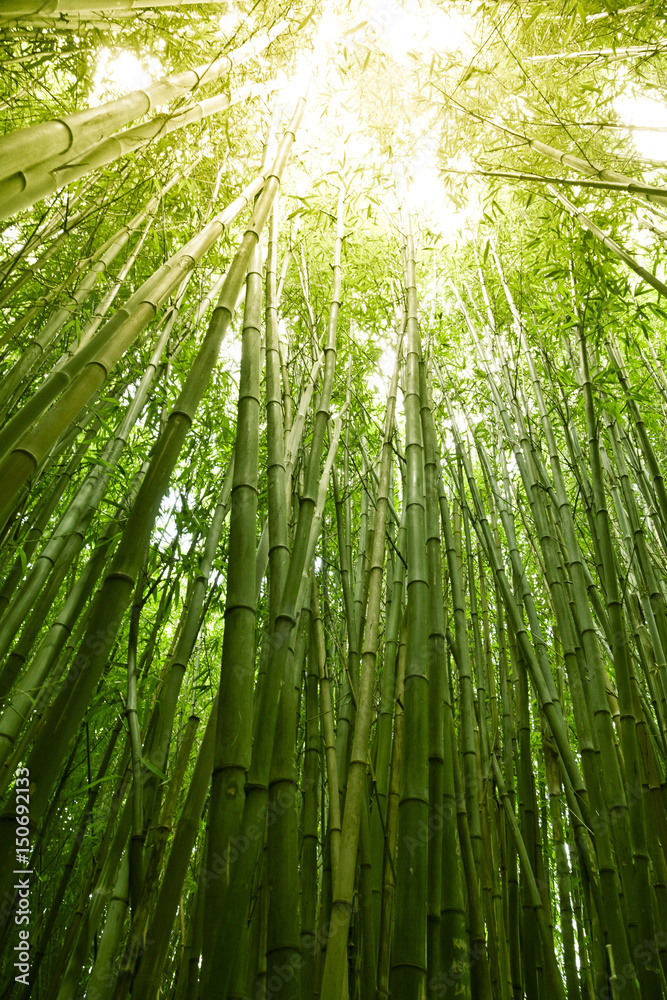 Naklejka premium Lush green bamboo background