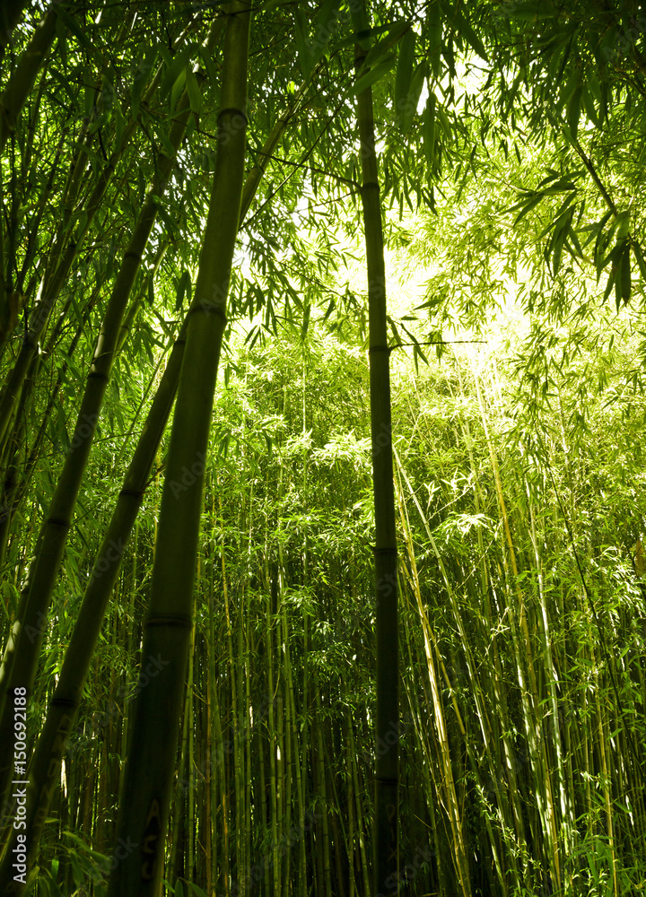 Fototapeta premium Lush green bamboo background