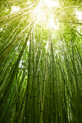 Keuken achterwand Bamboe Weelderige groene bamboe natuur  © enjoynz