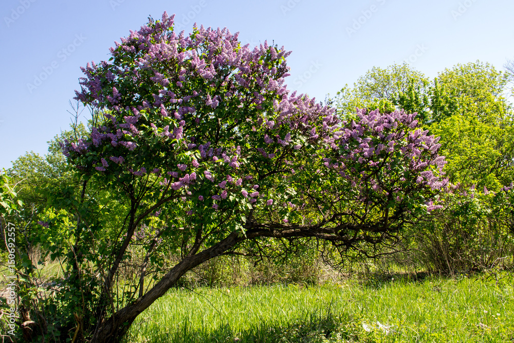 Fototapeta premium Blooming lilac bush in the garden