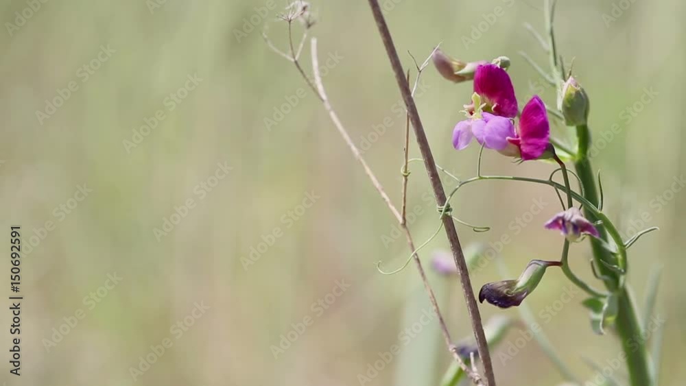 Lathyrus clymenum (Spanish Vetchling) wild plant tied to a dry branch in nature Lathyrus clymenum (Spanish Vetchling) wild plant tied to a dry branch in nature