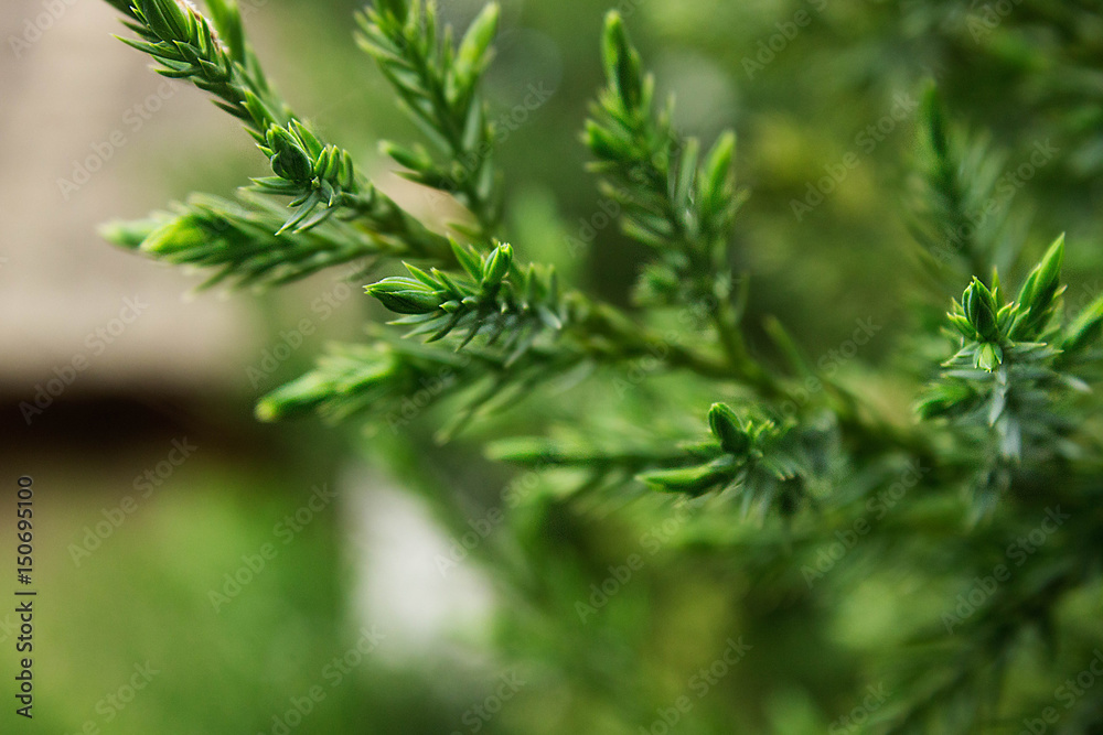 Branch of a coniferous tree on green background. Branch of a coniferous tree on green background.