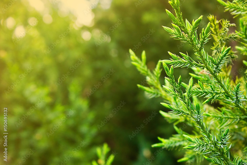 Branch of a coniferous tree in lights sunset. Branch of a coniferous tree in lights sunset.