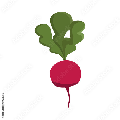 beet vegetable nutrition vitamin food health vector illustration