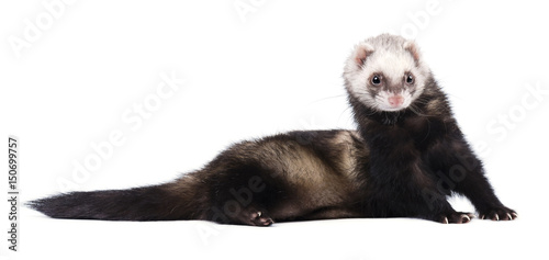 Grey ferret in full growth lies isolated